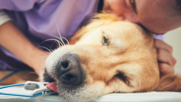 Cancer hos hund – så upptäcker du farliga knölar